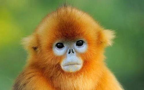 龙虎鼠最新爆料图片高清,高清图揭秘神秘面纱